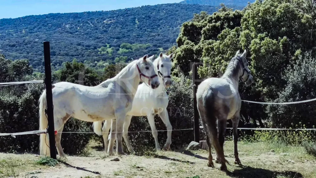 Fincas en venta en la Sierra de Madrid