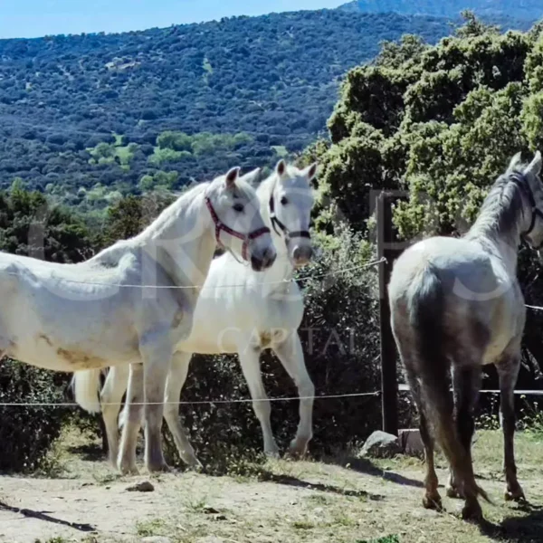 Las Mejores Fincas Rústicas: Un paseo por el campo español