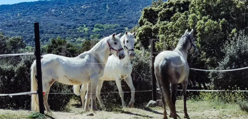 En venta finca ecuestre en Madrid