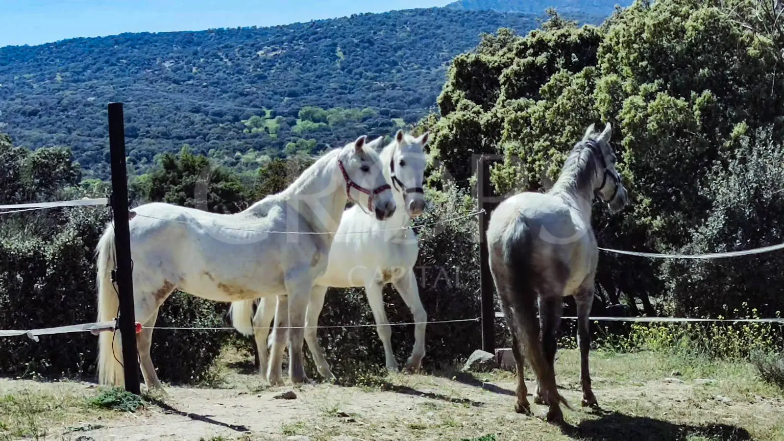 En venta finca ecuestre en Madrid