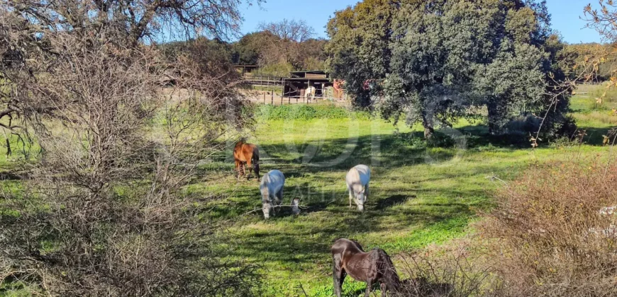 En venta finca ecuestre en Madrid