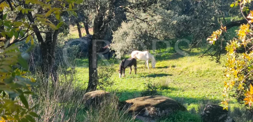 En venta finca ecuestre en Madrid