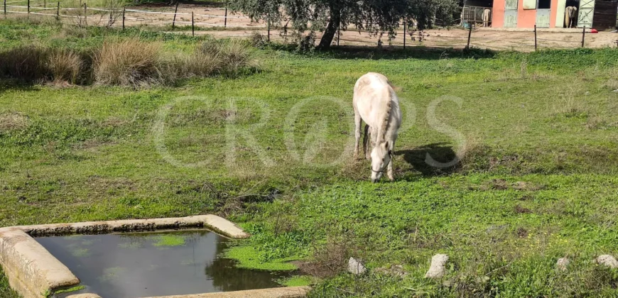 En venta finca ecuestre en Madrid