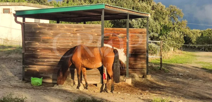 En venta finca ecuestre en Madrid