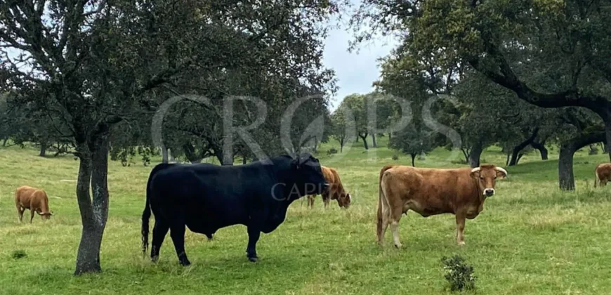 En venta, finca de turismo rural y ganadera en Sierra Morena de Córdoba