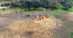 En venta, finca de turismo rural y ganadera en Sierra Morena de Córdoba