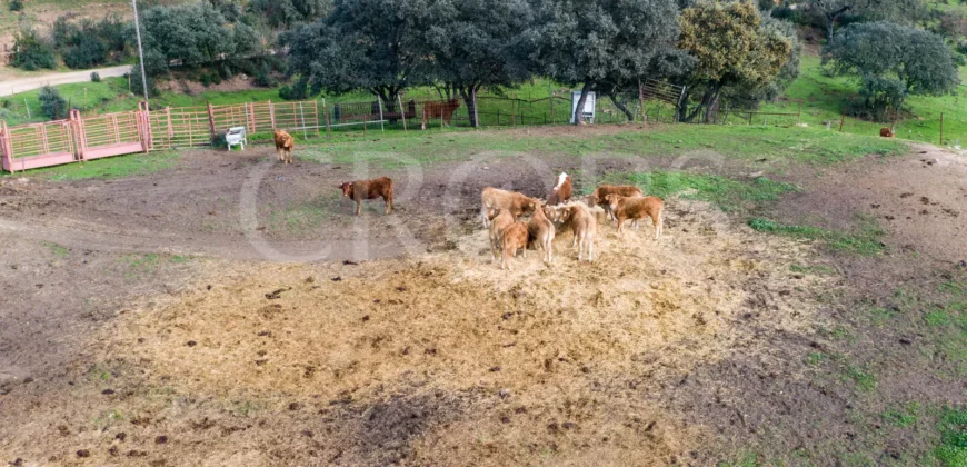 En venta, finca de turismo rural y ganadera en Sierra Morena de Córdoba