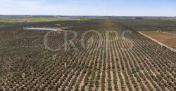 En venta, excepcional olivar en Sevilla En venta, excepcional olivar en Sevilla