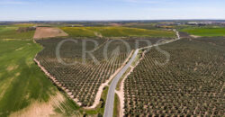 En venta, excepcional olivar en Sevilla En venta, excepcional olivar en Sevilla
