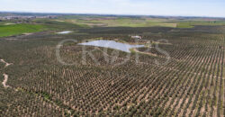En venta, excepcional olivar en Sevilla En venta, excepcional olivar en Sevilla