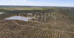 En venta, excepcional olivar en Sevilla En venta, excepcional olivar en Sevilla