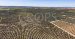 En venta, excepcional olivar en Sevilla En venta, excepcional olivar en Sevilla