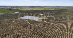 En venta, excepcional olivar en Sevilla En venta, excepcional olivar en Sevilla