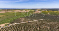 En venta, excepcional olivar en Sevilla En venta, excepcional olivar en Sevilla