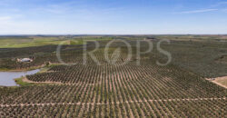 En venta, excepcional olivar en Sevilla En venta, excepcional olivar en Sevilla
