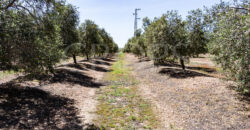 En venta, excepcional olivar en Sevilla En venta, excepcional olivar en Sevilla