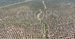 En venta, excepcional olivar en Sevilla En venta, excepcional olivar en Sevilla