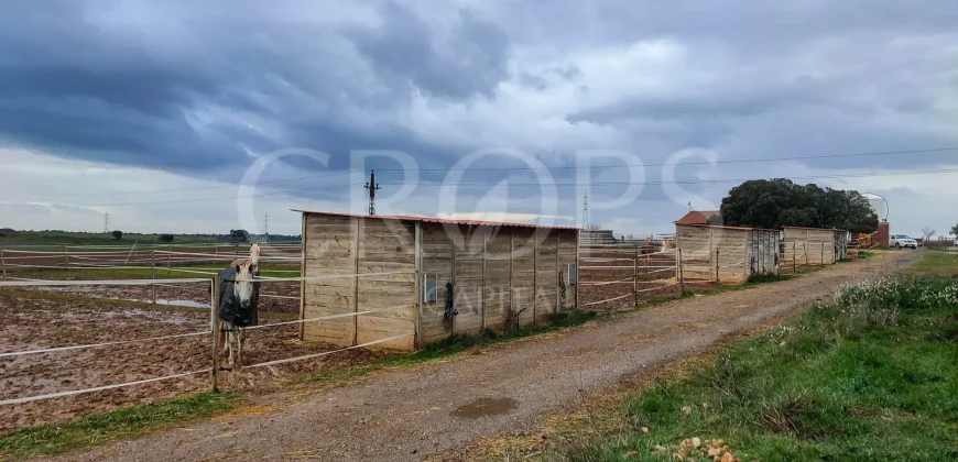 Hípica en venta a menos de 1 hora Madrid