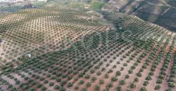 En venta, olivar de regadío con vivienda en el norte de Málaga