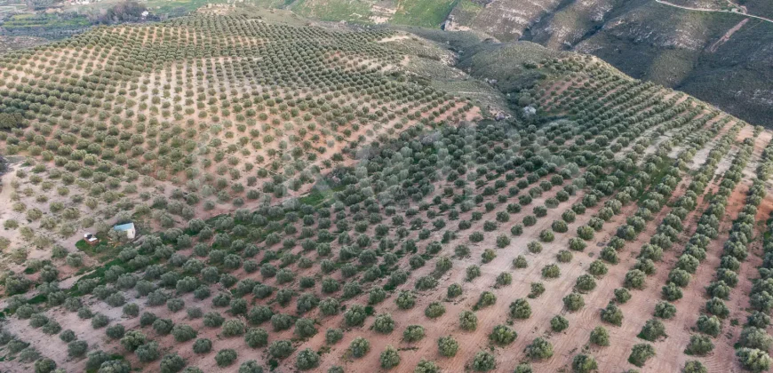 En venta, olivar de regadío con vivienda en el norte de Málaga