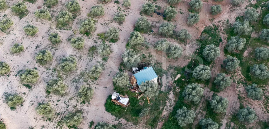 En venta, olivar de regadío con vivienda en el norte de Málaga