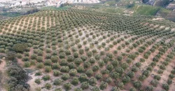 En venta, olivar de regadío con vivienda en el norte de Málaga