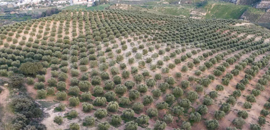 En venta, olivar de regadío con vivienda en el norte de Málaga