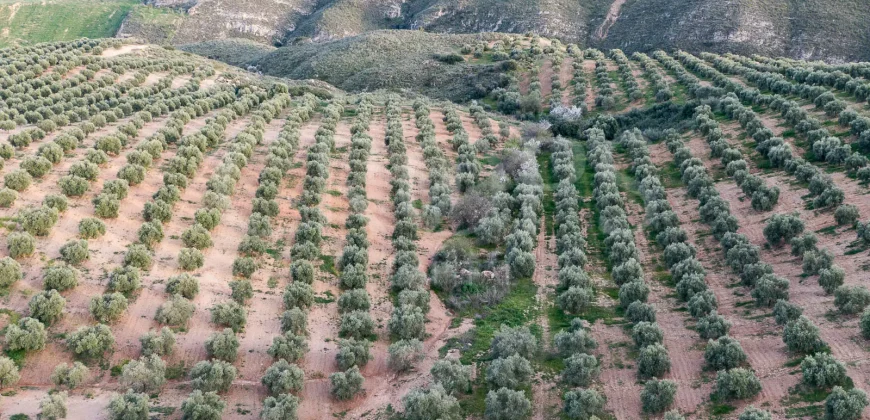 En venta, olivar de regadío con vivienda en el norte de Málaga