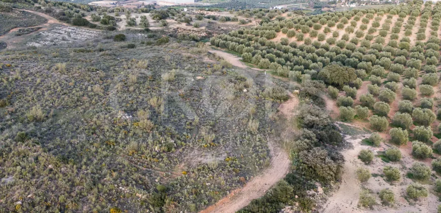 En venta, olivar de regadío con vivienda en el norte de Málaga