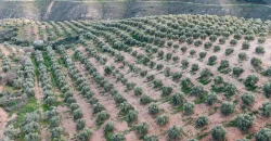 En venta, olivar de regadío con vivienda en el norte de Málaga