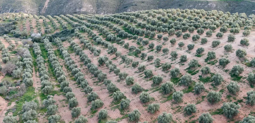 En venta, olivar de regadío con vivienda en el norte de Málaga