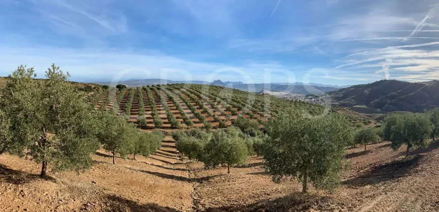 En venta, olivar de regadío con vivienda en el norte de Málaga