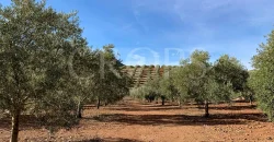 En venta, olivar de regadío con vivienda en el norte de Málaga