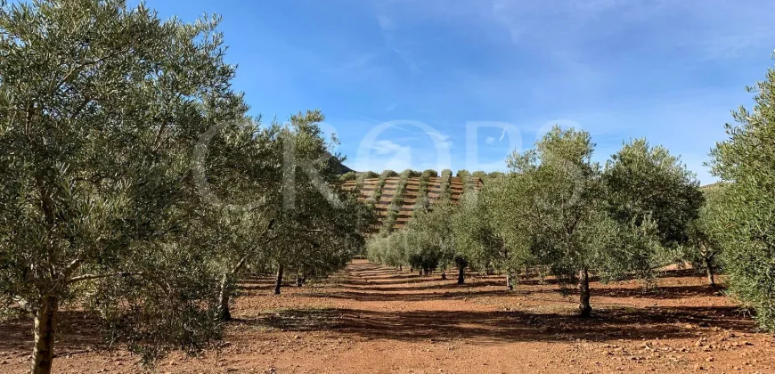 En venta, olivar de regadío con vivienda en el norte de Málaga