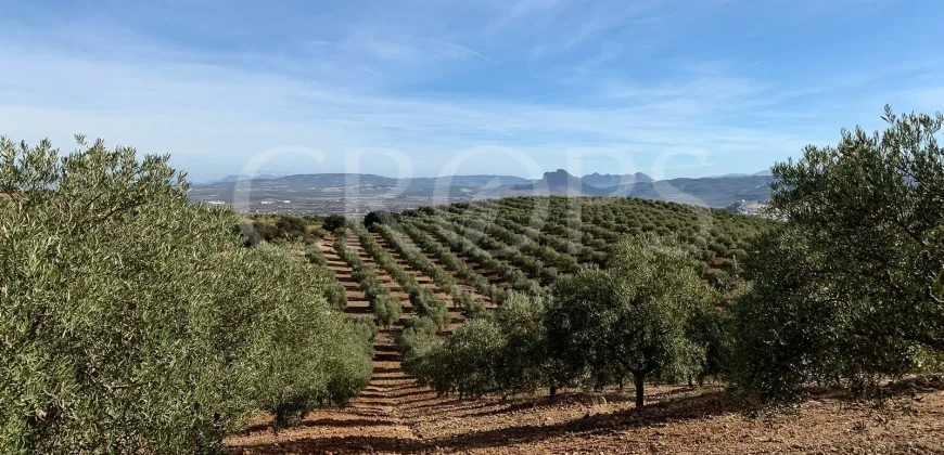 En venta, olivar de regadío con vivienda en el norte de Málaga