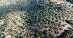 En venta, olivar de regadío con vivienda en el norte de Málaga