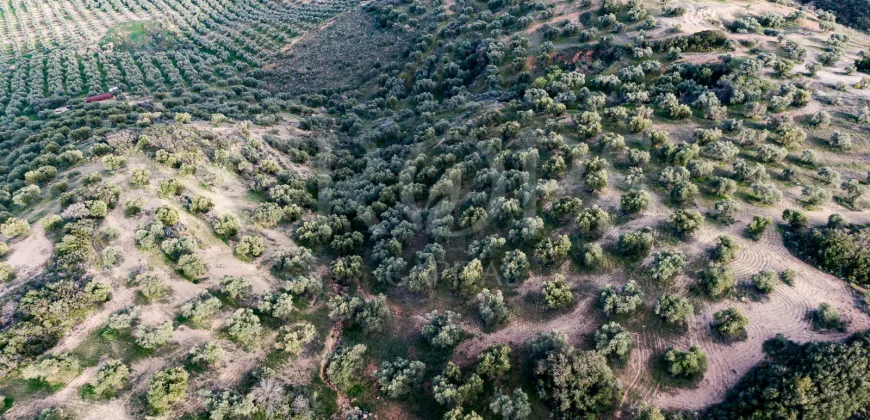 En venta, olivar de regadío con vivienda en el norte de Málaga