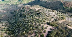 En venta, olivar de regadío con vivienda en el norte de Málaga