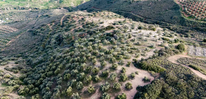 En venta, olivar de regadío con vivienda en el norte de Málaga