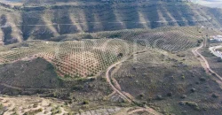 En venta, olivar de regadío con vivienda en el norte de Málaga