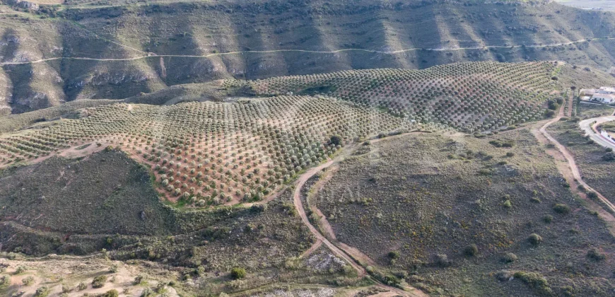 En venta, olivar de regadío con vivienda en el norte de Málaga