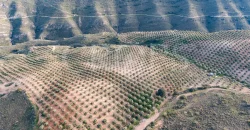 En venta, olivar de regadío con vivienda en el norte de Málaga