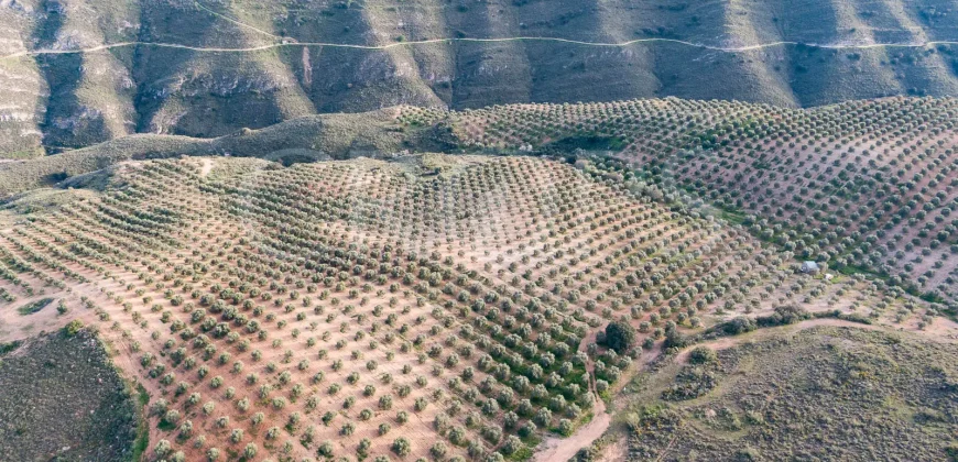 En venta, olivar de regadío con vivienda en el norte de Málaga