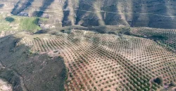 En venta, olivar de regadío con vivienda en el norte de Málaga