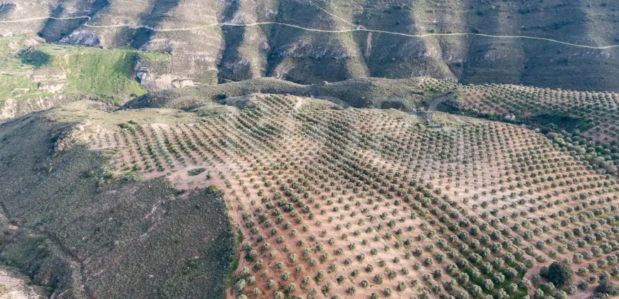 En venta, olivar de regadío con vivienda en el norte de Málaga