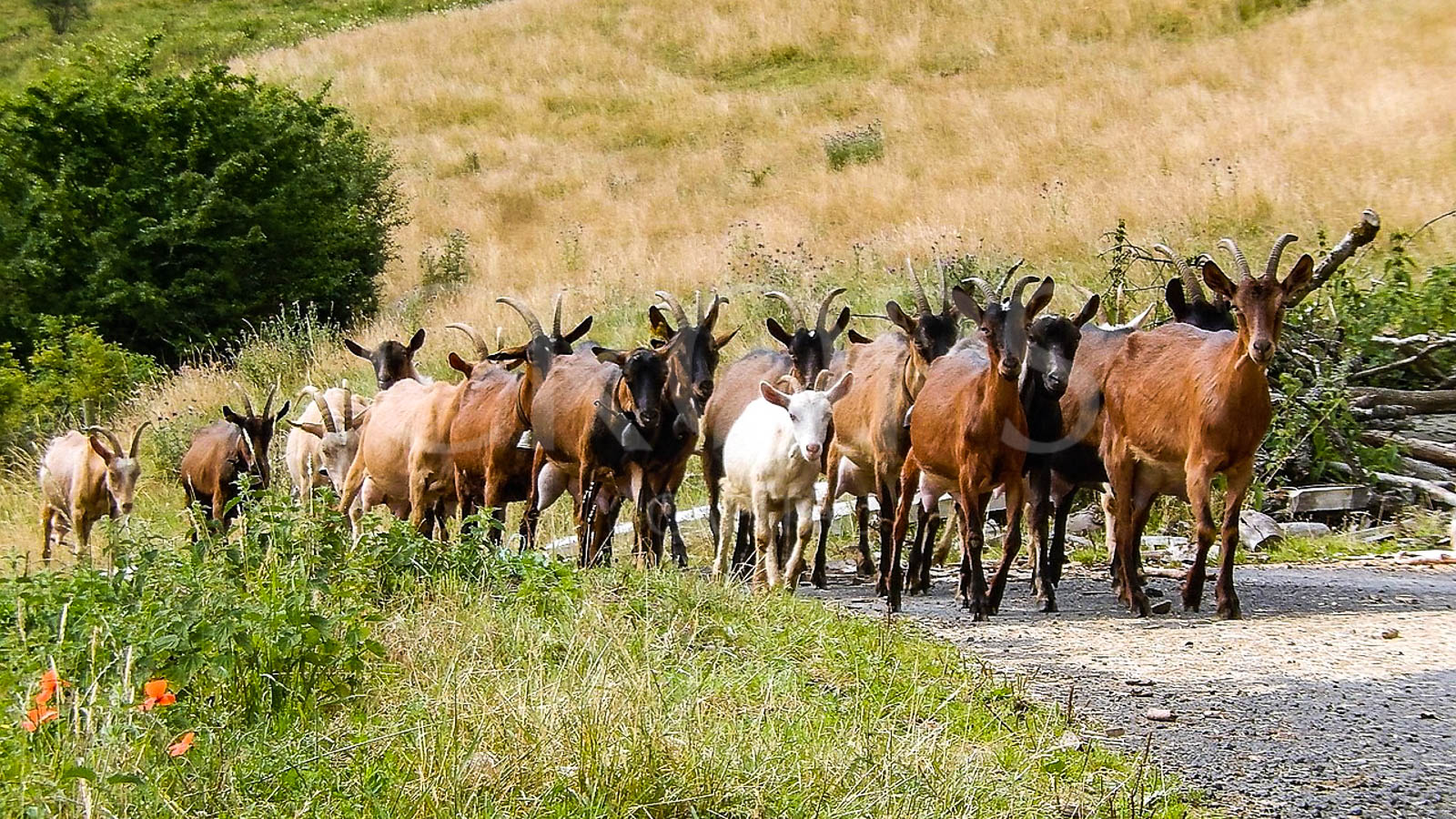 Venta de fábrica de quesos en el Pirineo de Huesca Venta de fábrica de quesos en el Pirineo de Huesca