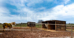 Hípica en venta a menos de 1 hora Madrid