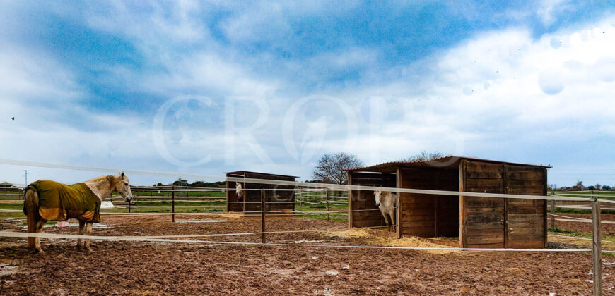 Hípica en venta a menos de 1 hora Madrid