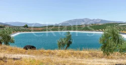 En venta, tres fincas de olivar ecológico de regadío en Jaén