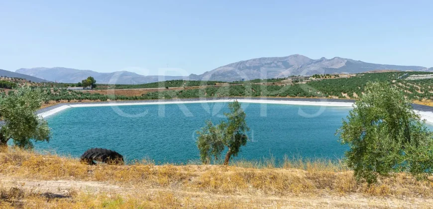 En venta, tres fincas de olivar ecológico de regadío en Jaén